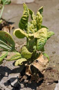 Image de Beet curly top virus