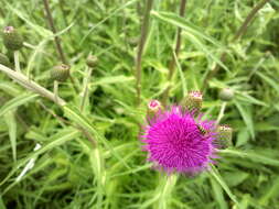 Слика од Cirsium helenioides (L.) Hill