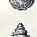 Image of Calliostoma circumcinctum Dall 1881