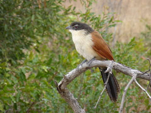 Image of Burchell's Coucal