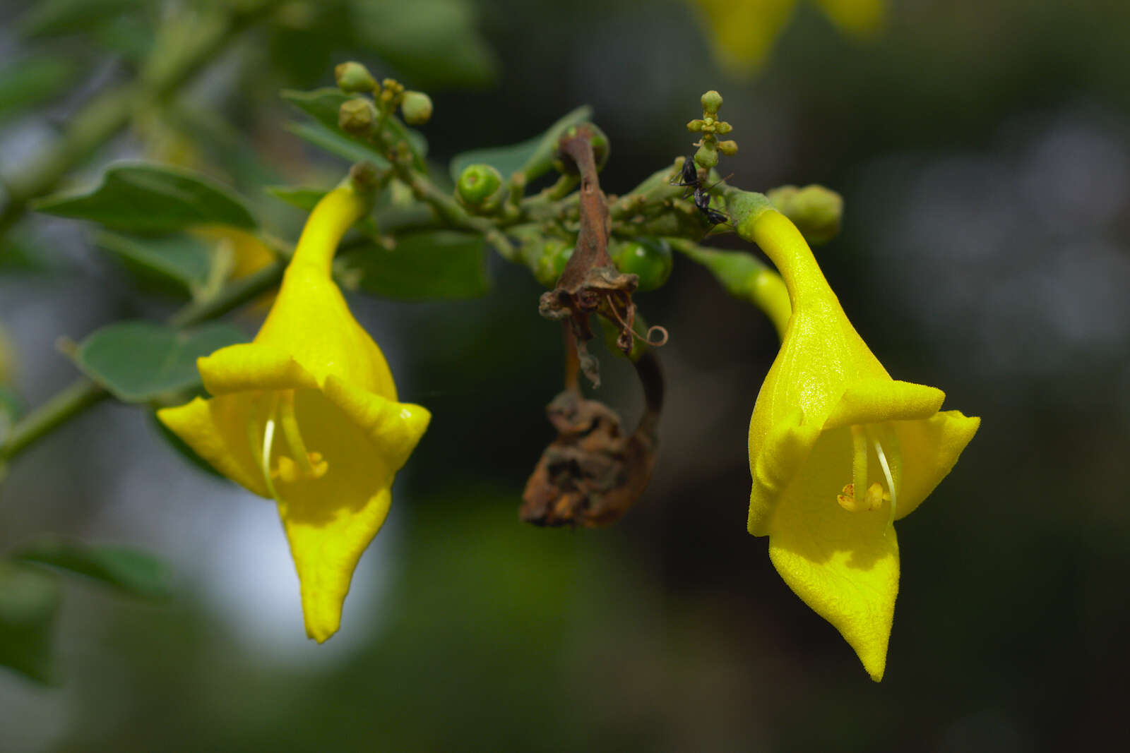 Image de Gmelina asiatica L.