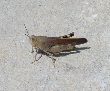 Image of Southern Yellow-winged Grasshopper