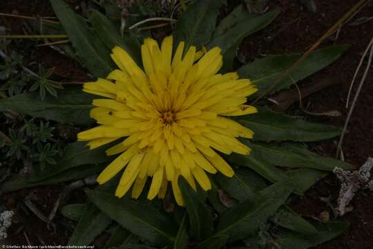 Image de Hypochaeris sessiliflora Kunth