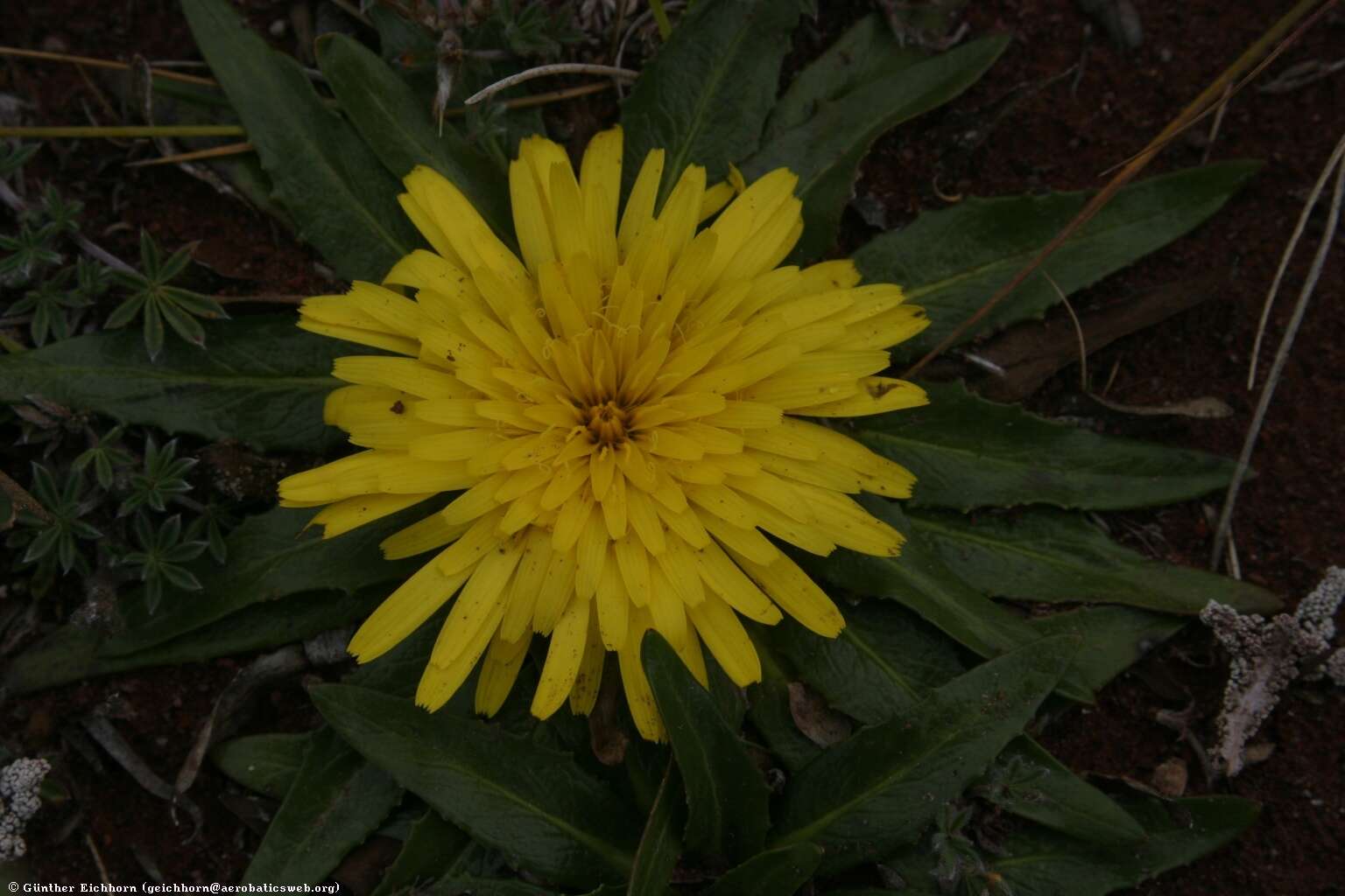 Image de Hypochaeris sessiliflora Kunth