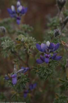 Image of lupine