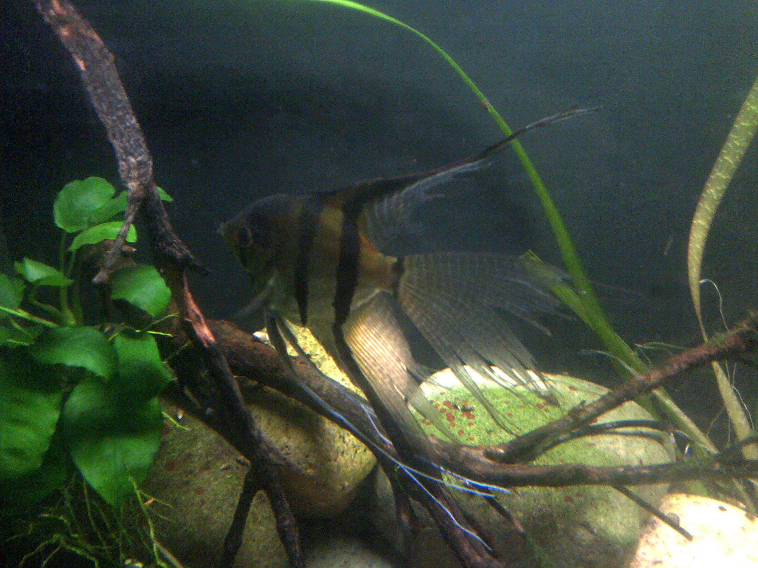 Image of freshwater angelfish