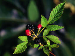 Image of northern dewberry