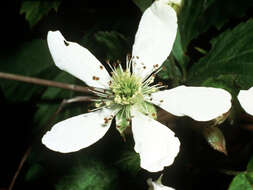 Image of northern dewberry