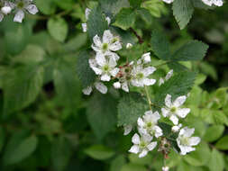 Image of Pennsylvania blackberry