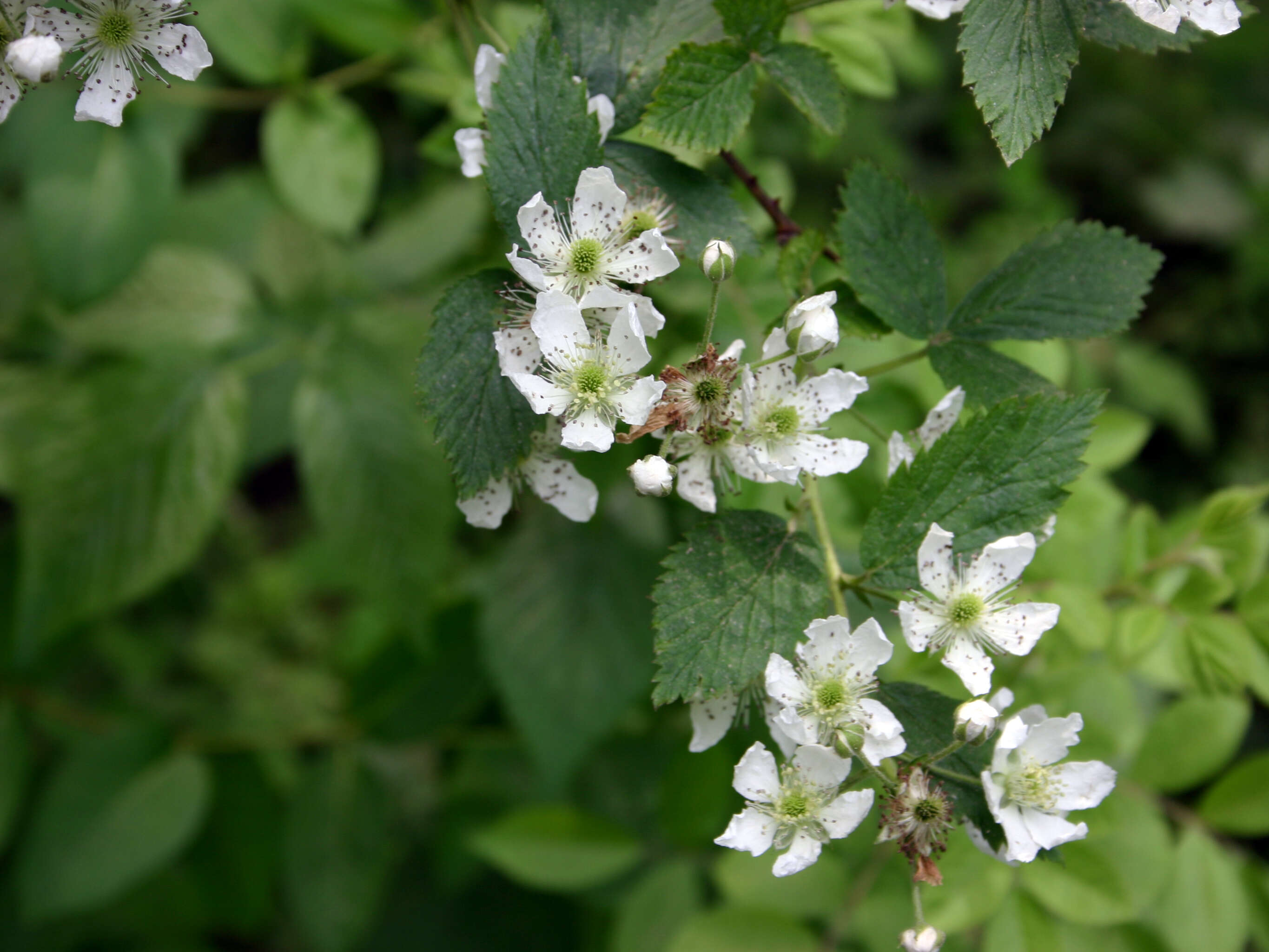 Image of Pennsylvania blackberry