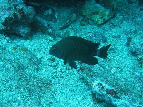 Image of Galapagos ringtail damselfish