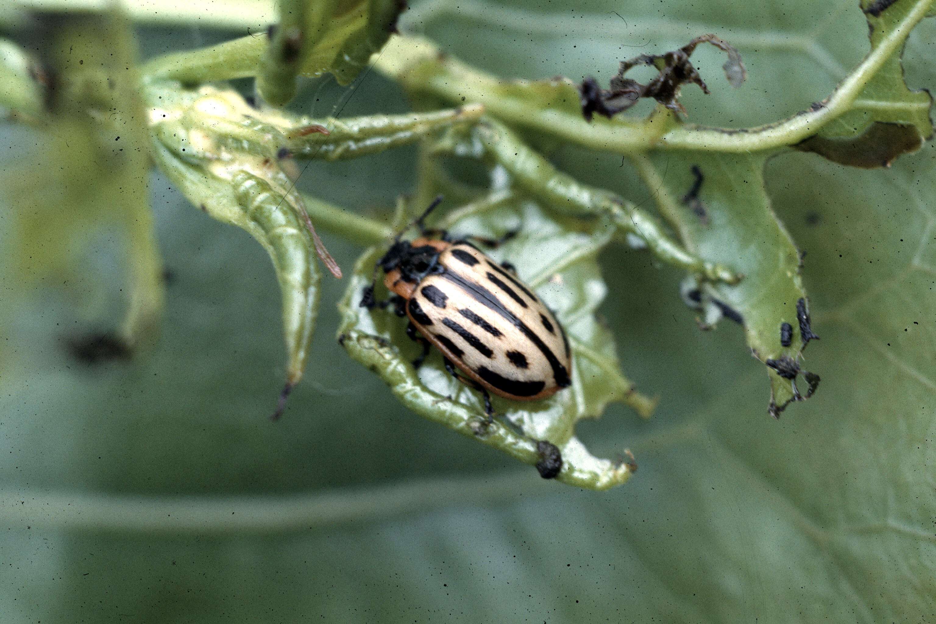 Image of Cottonwood Leaf Beetle