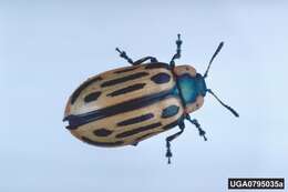 Image of Cottonwood Leaf Beetle