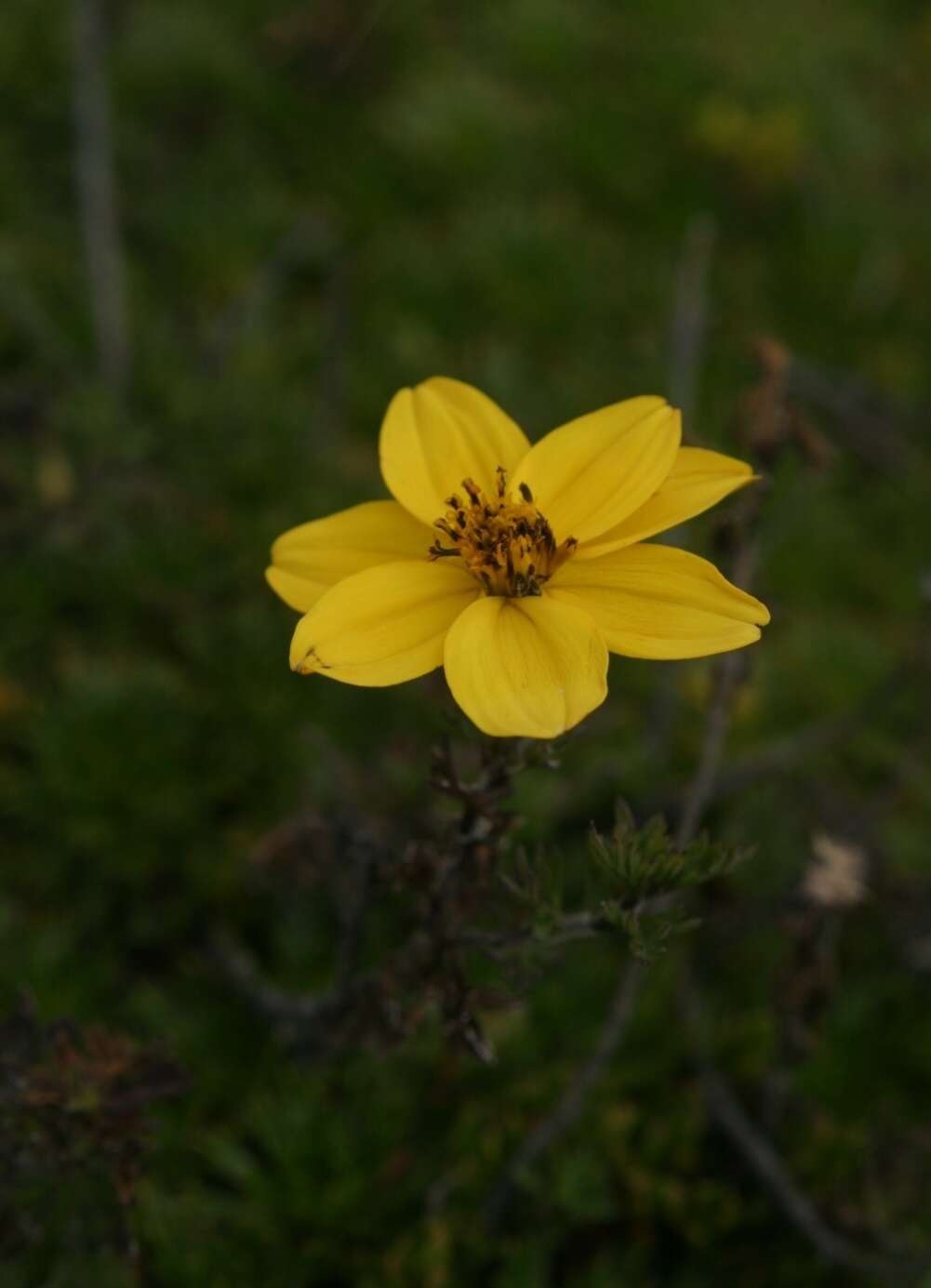 Bidens triplinervia Kunth的圖片