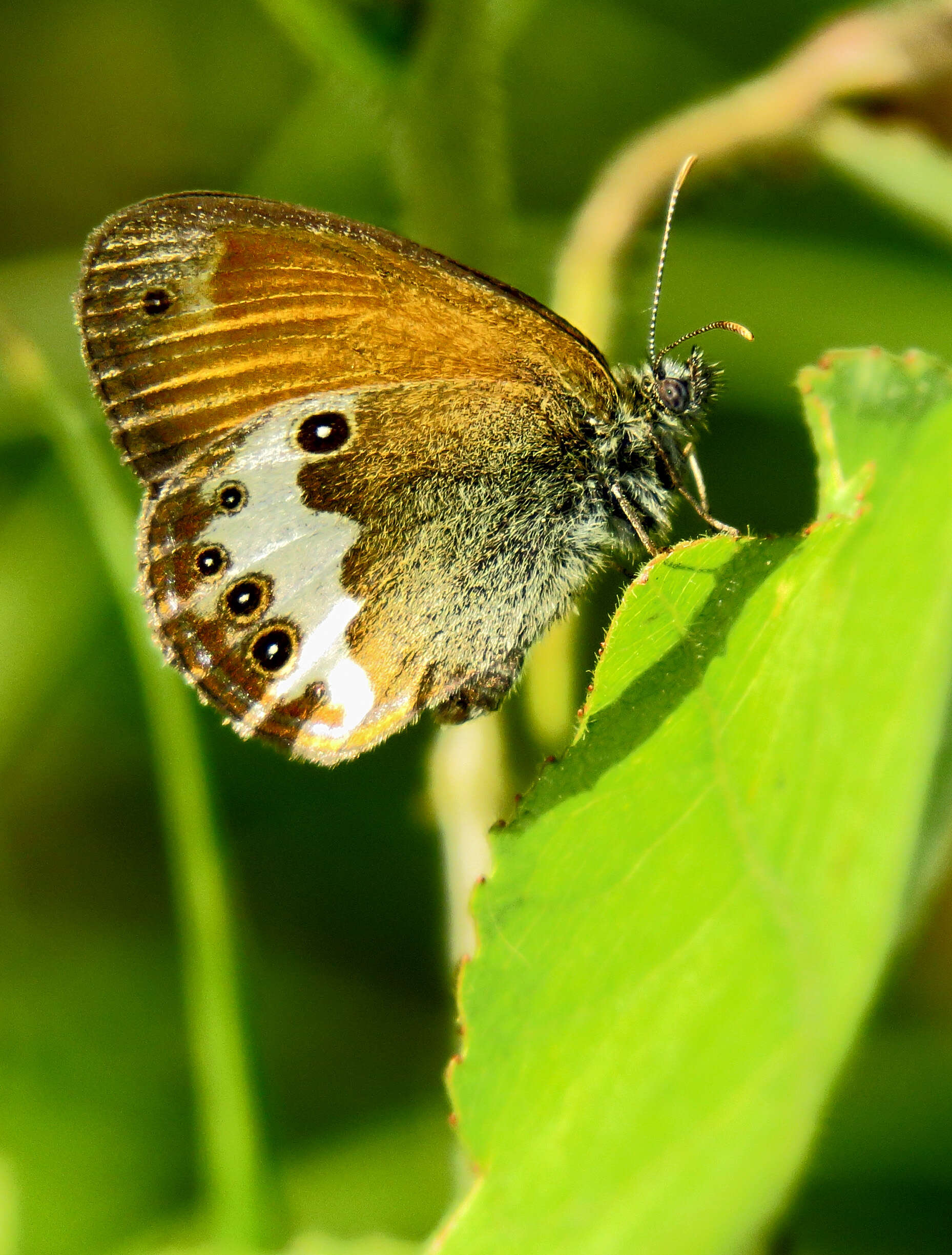 Sivun Coenonympha arcania Linnaeus 1761 kuva