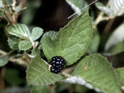 Image of sand blackberry