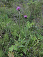 Слика од Cirsium helenioides (L.) Hill