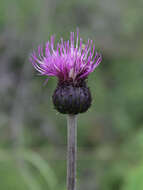 Слика од Cirsium helenioides (L.) Hill