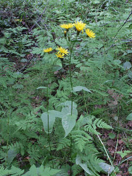 Image of marsh hawk's-beard