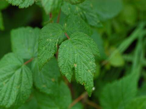 Image of grayleaf red raspberry