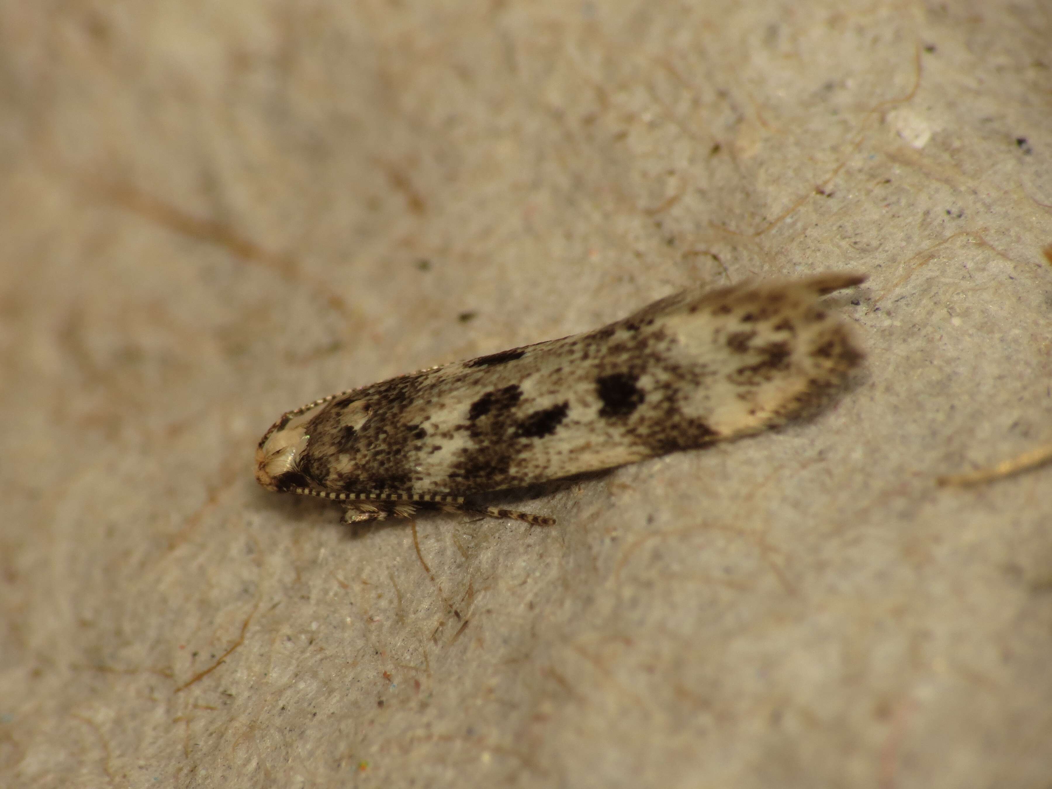 Image of Chionodes electella Zeller 1839