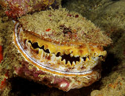 Image of Thorny oyster