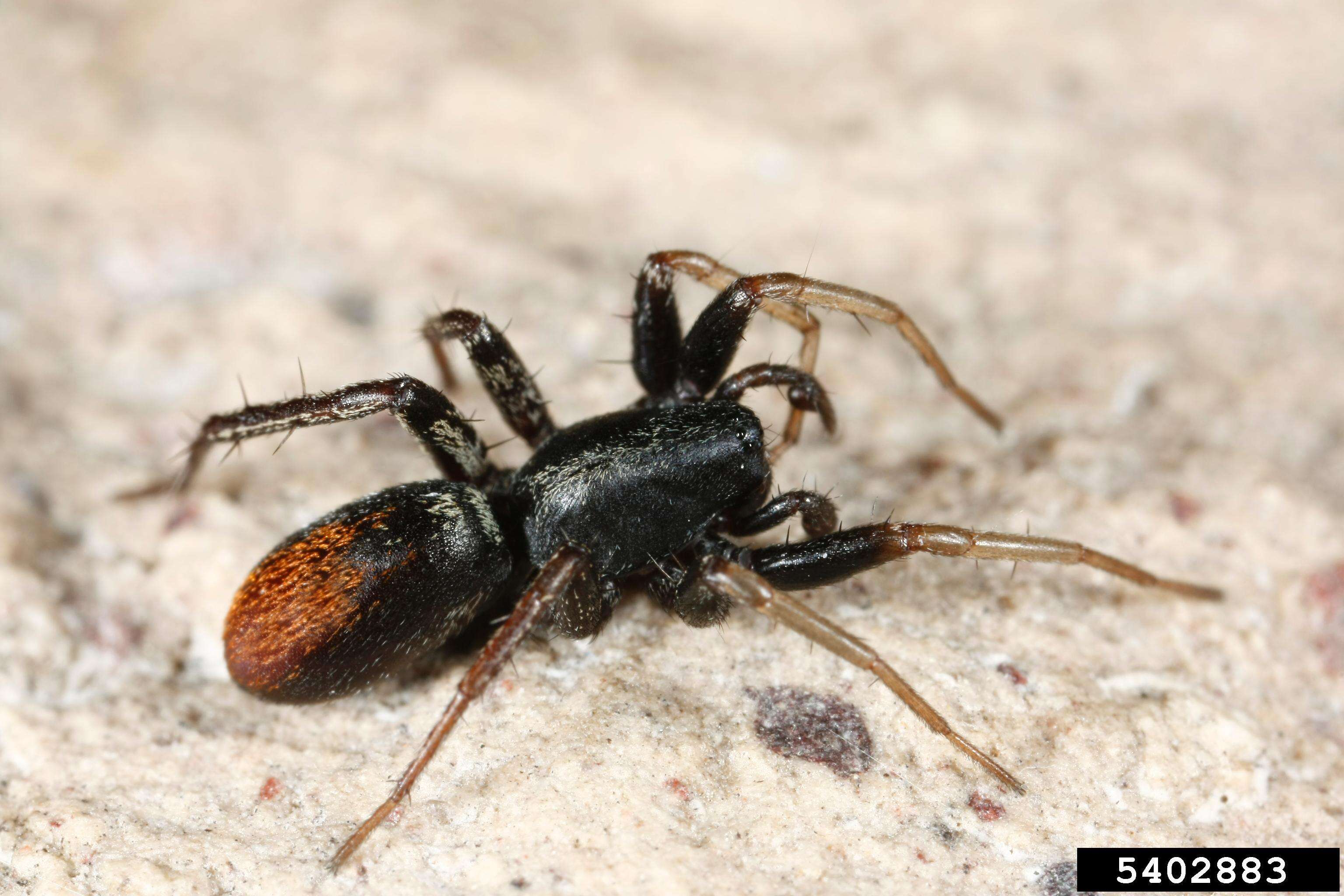 Image of Redspotted Antmimic
