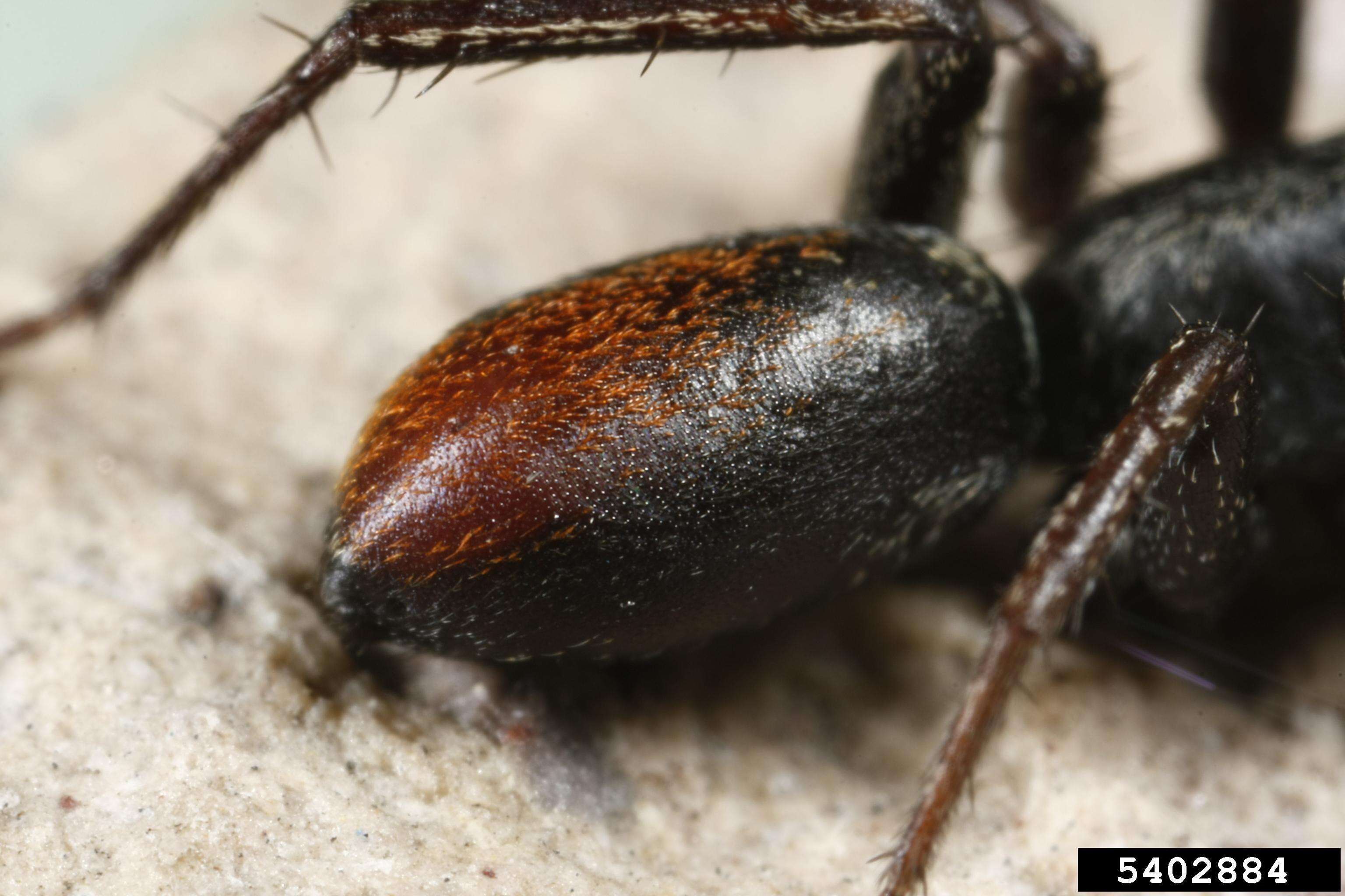 Image of Redspotted Antmimic