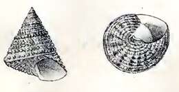 Image of Calthalotia fragum (Philippi 1848)