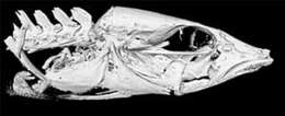 Image of Mastacembelus albomaculatus Poll 1953