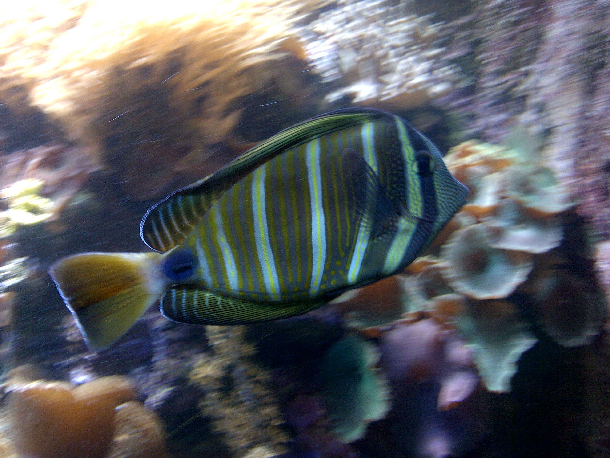 Слика од Zebrasoma veliferum (Bloch 1795)