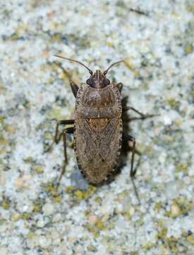 Image of Squash Bug