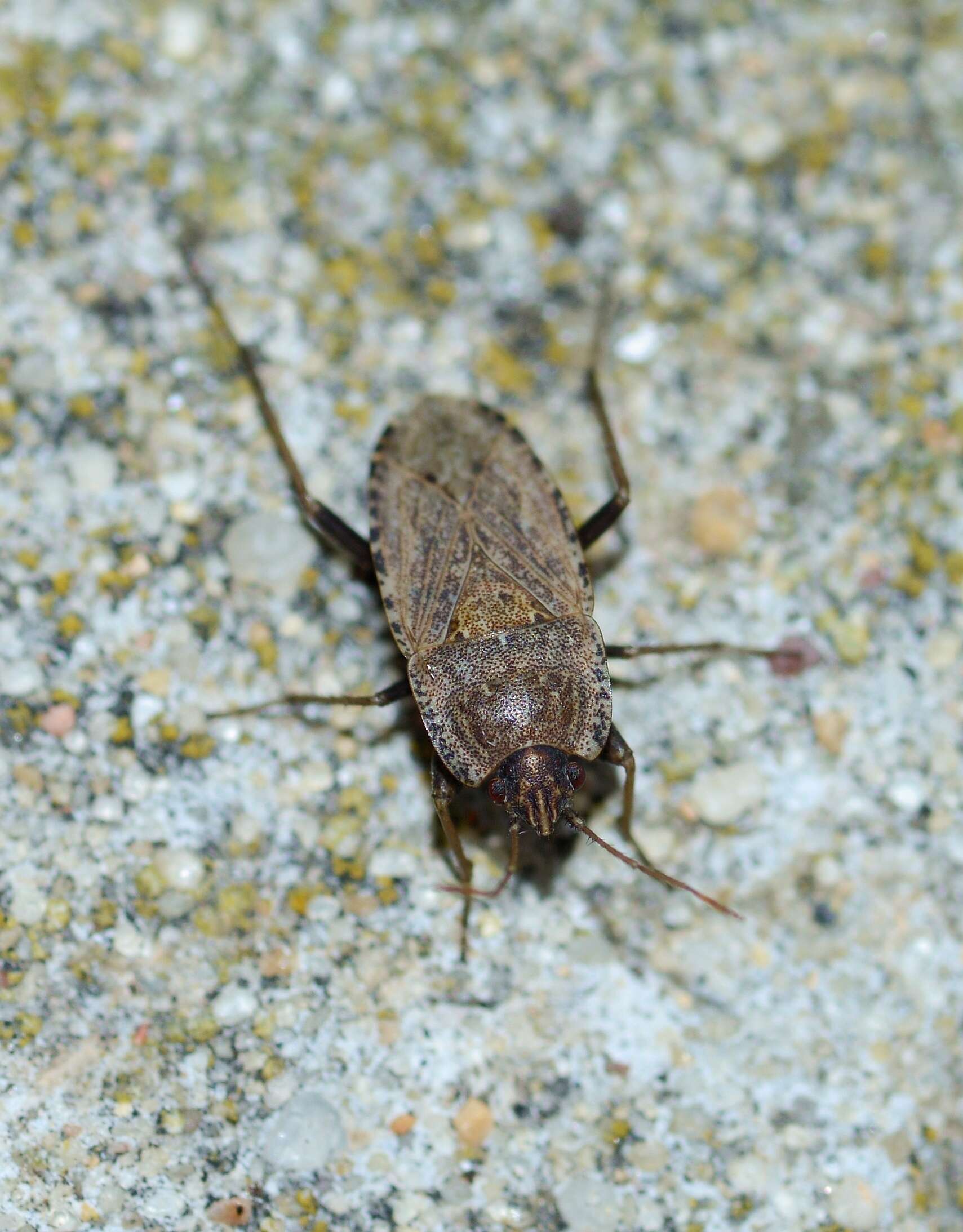 Image of Squash Bug