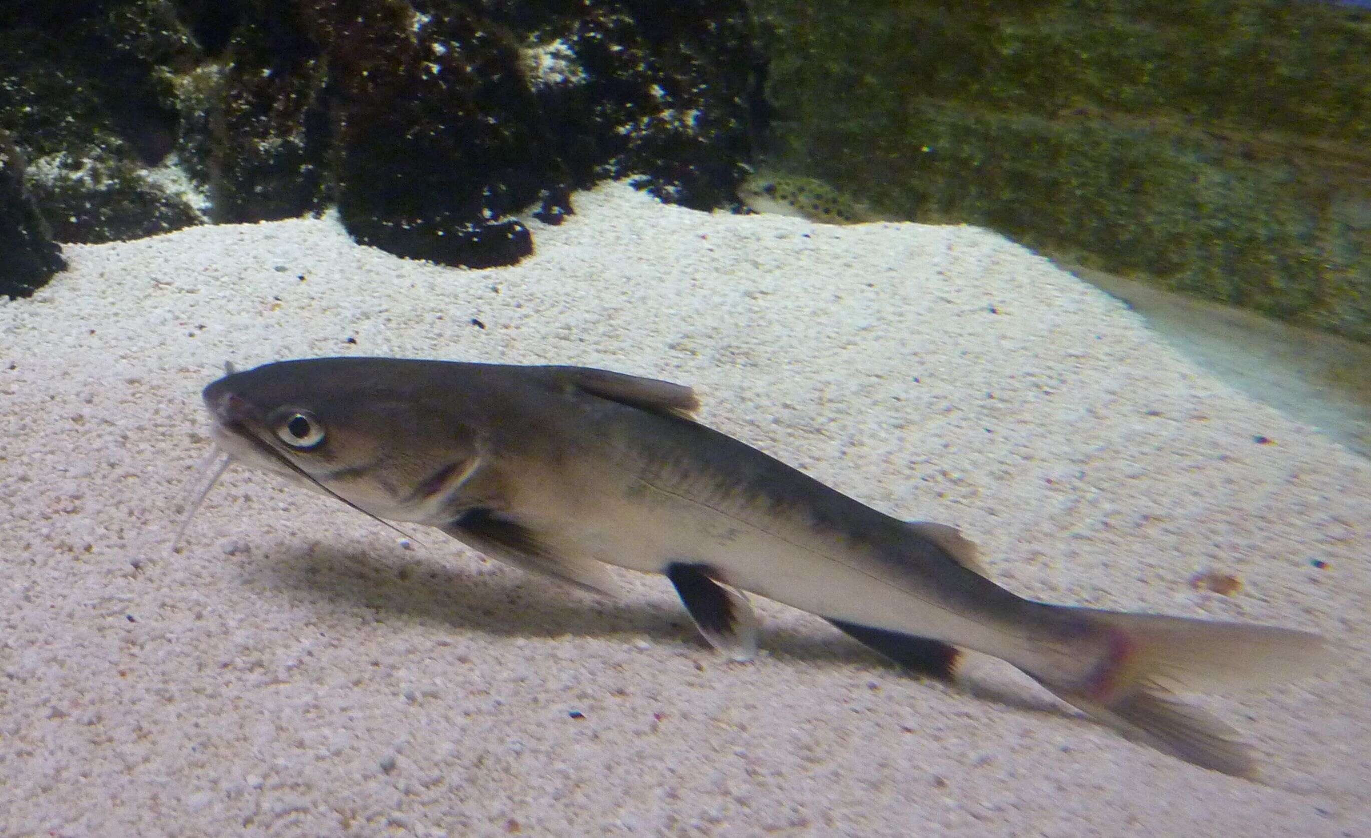 Image of Tete Sea Catfish