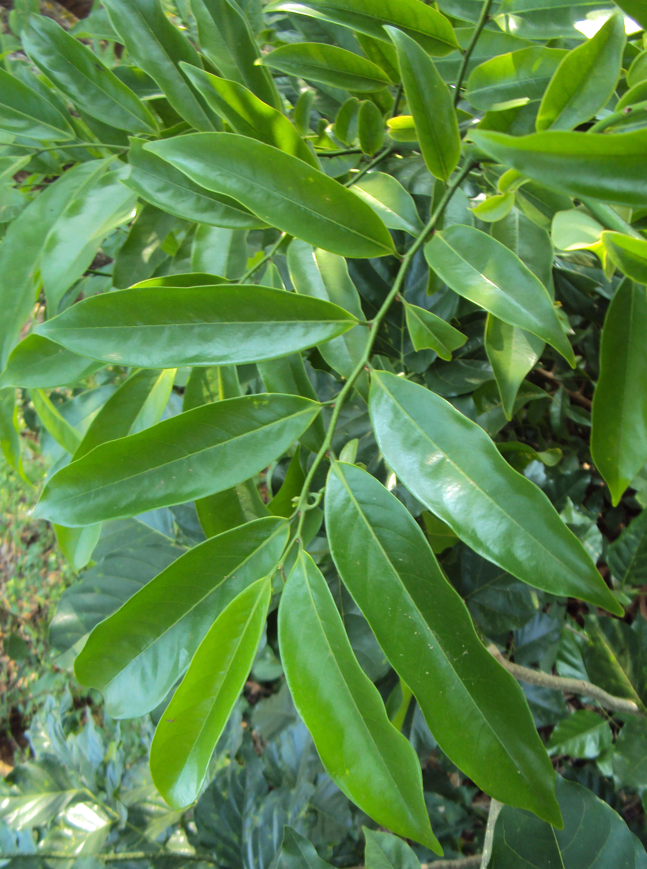 Image of climbing ilang-ilang