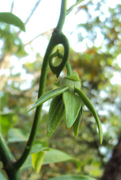 Image of climbing ilang-ilang