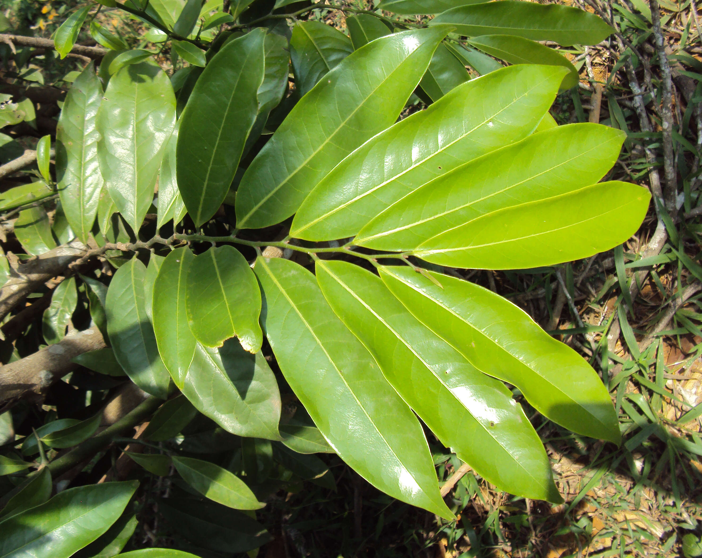 Image of climbing ilang-ilang