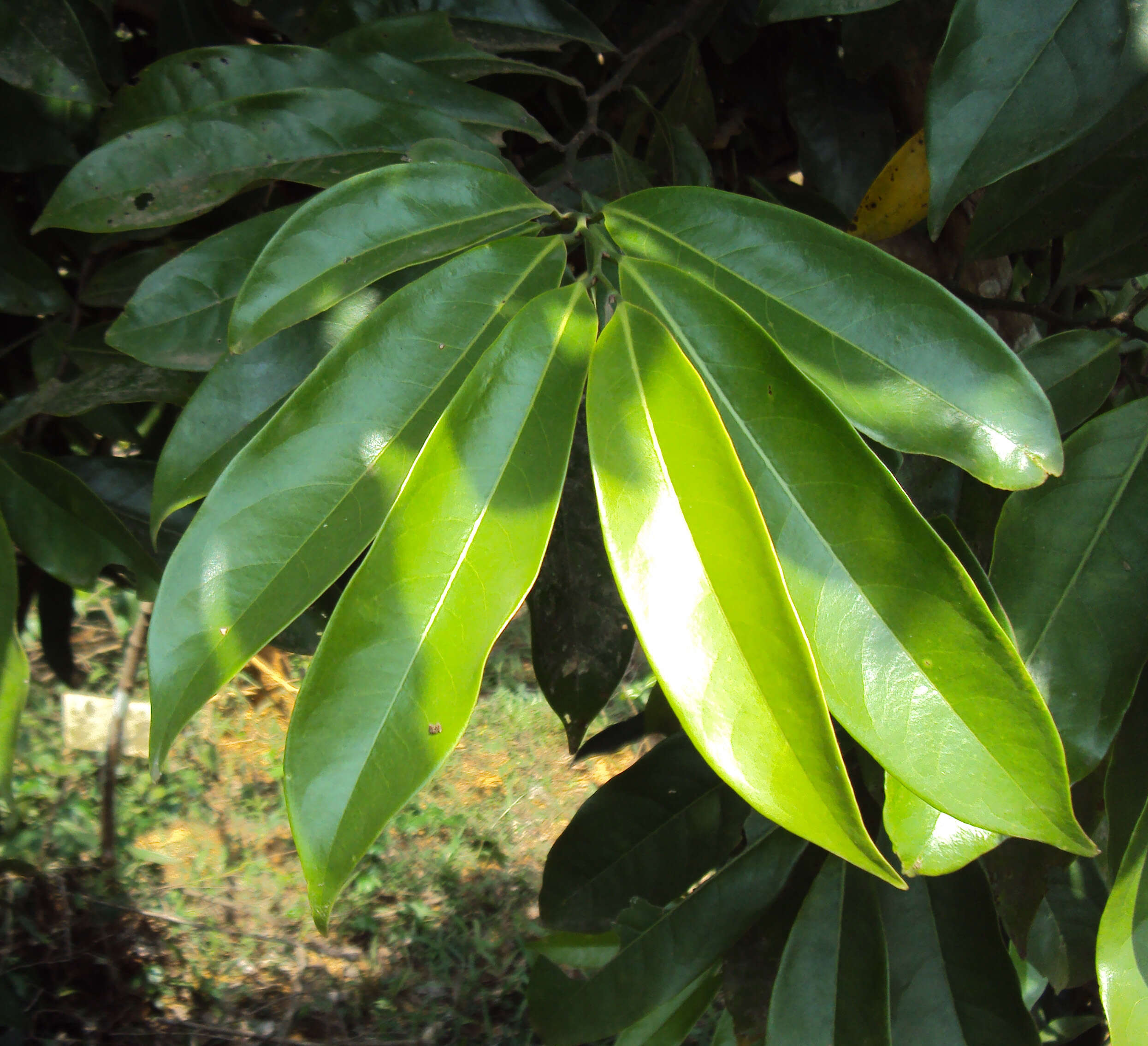 Image of climbing ilang-ilang