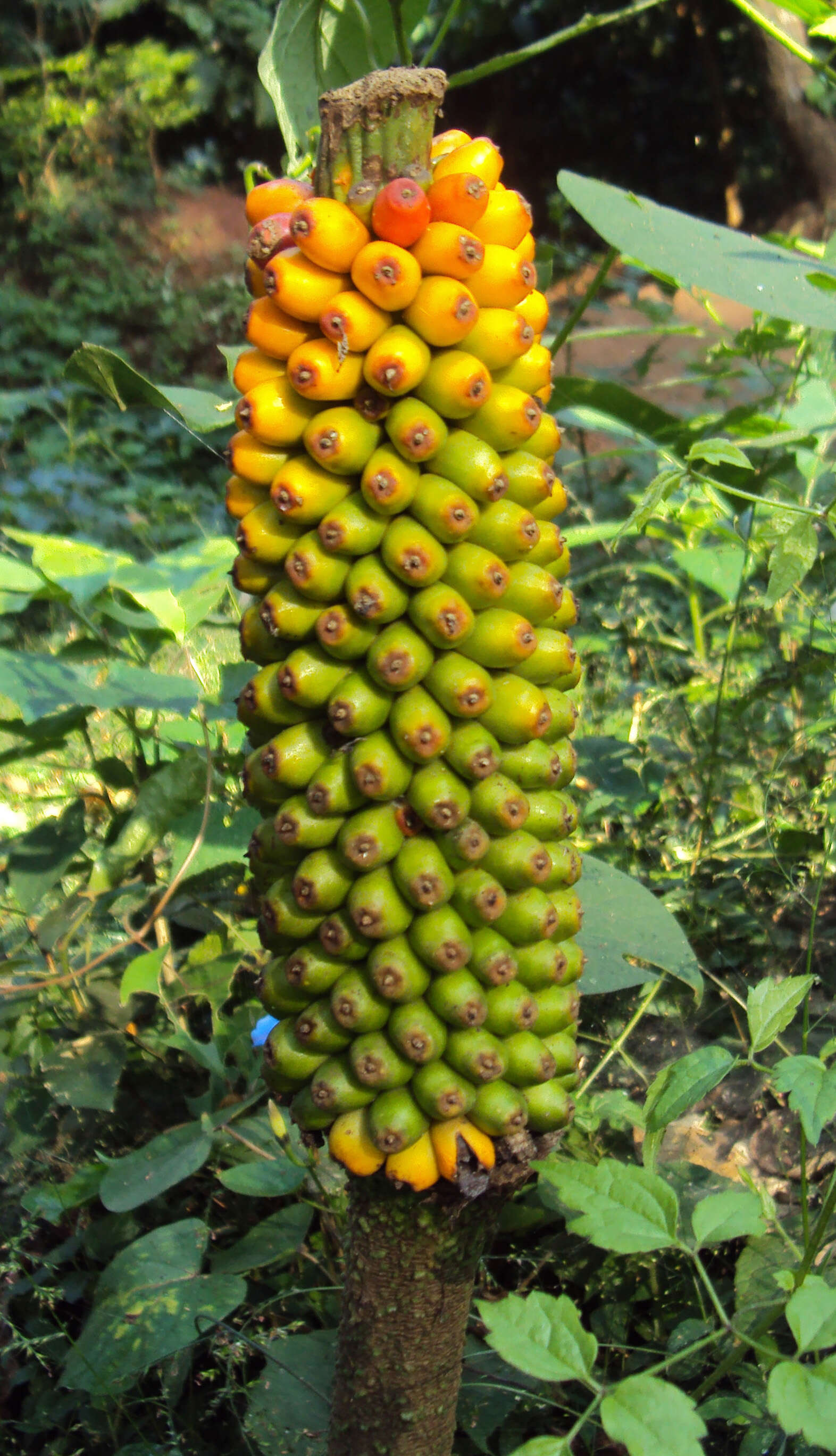 Image of Amorphophallus sylvaticus (Roxb.) Kunth