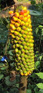 Imagem de Amorphophallus sylvaticus (Roxb.) Kunth