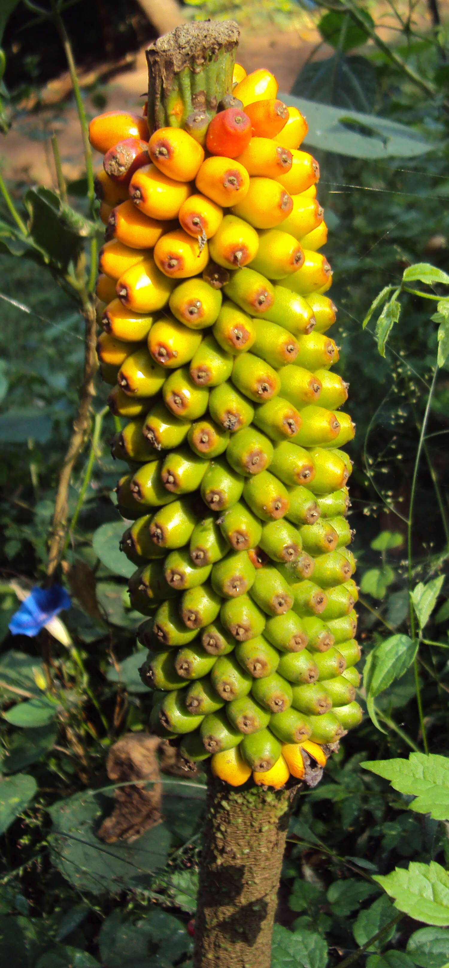 Imagem de Amorphophallus sylvaticus (Roxb.) Kunth