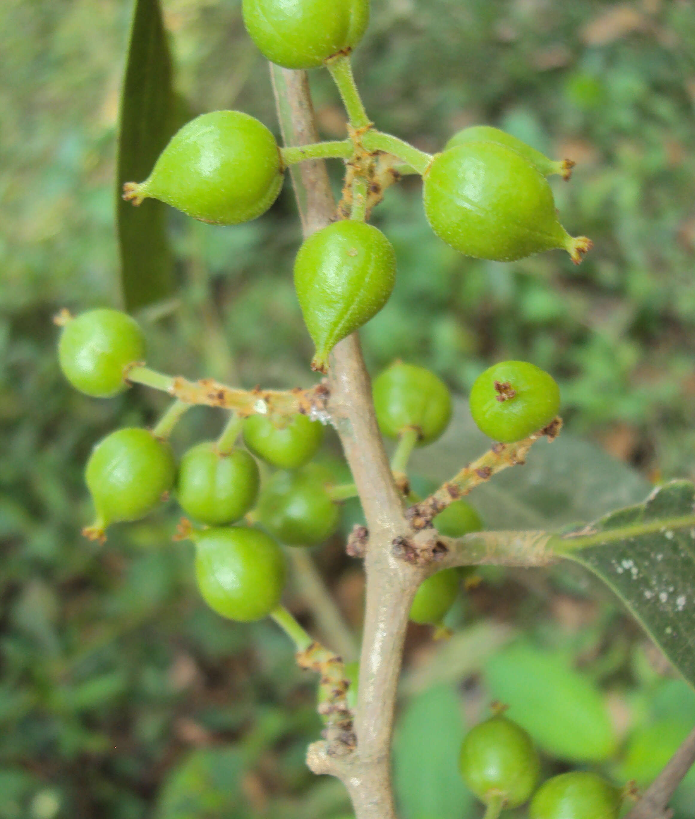 Sivun Aporosa cardiosperma (Gaertn.) Merr. kuva