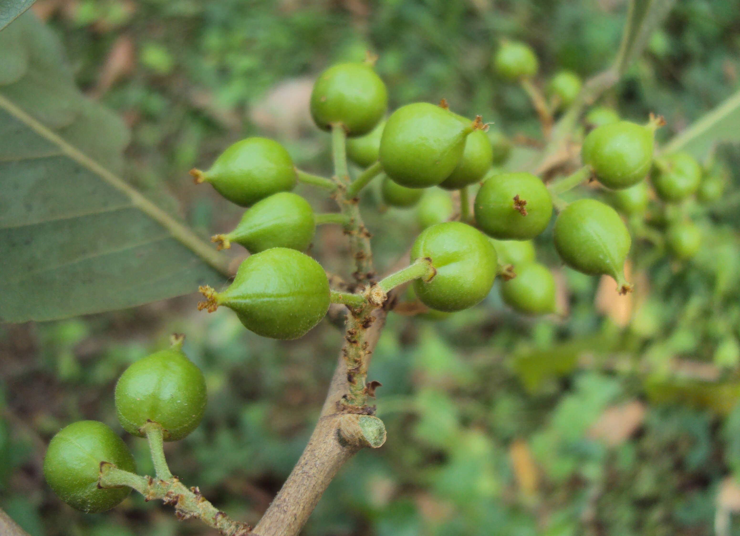 Plancia ëd Aporosa cardiosperma (Gaertn.) Merr.