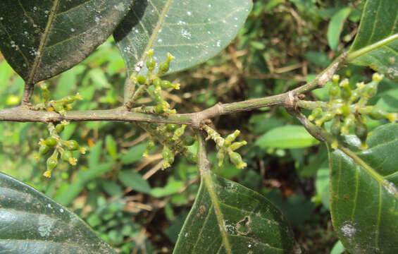 Image of Aporosa cardiosperma (Gaertn.) Merr.