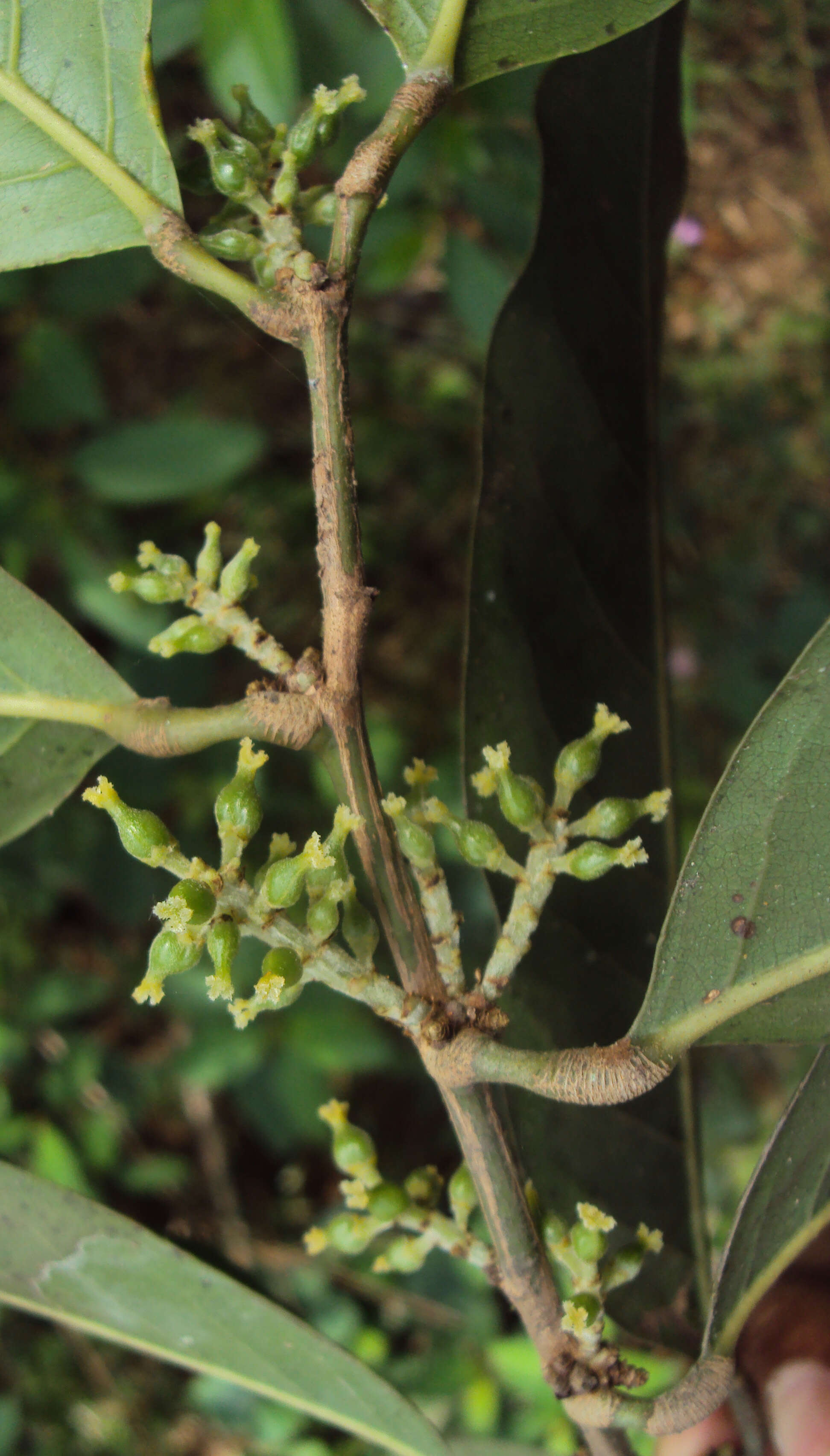 Image of Aporosa cardiosperma (Gaertn.) Merr.