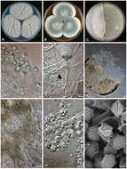 Image of Aspergillus felis Barrs, van Doorn, Varga & Samson 2013