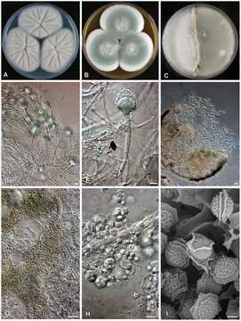 Слика од Aspergillus felis Barrs, van Doorn, Varga & Samson 2013