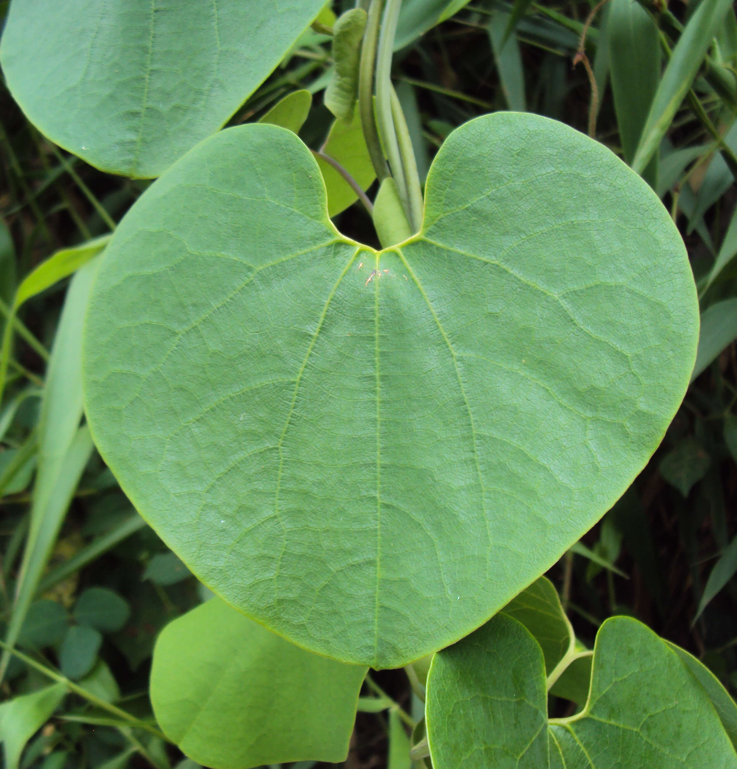 Image de Aristolochia ringens Vahl