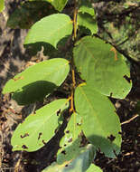 Image of Bridelia stipularis (L.) Blume