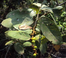 Image of Bridelia stipularis (L.) Blume